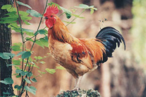 草原牧鸡（上）
