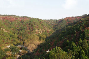 大山里的奇异财富（上）