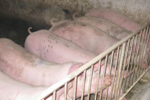 放猪归山淘金记（下）