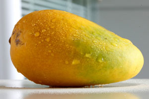 老梁的芒果致富经（下）