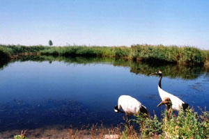 潮涌海岸（上）