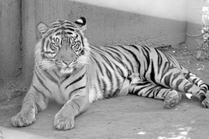 虎啸丹伯灵（上）