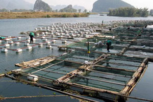 二十万元一条的鱼