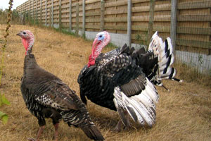 从三只火鸡到千万家产