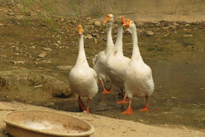 养白鹇的留学生