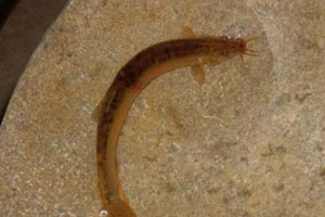 大个子与小泥鳅