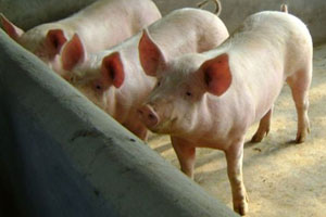 长街镇里的猪司令