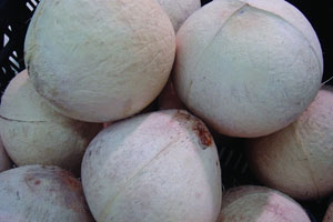 椰壳里做出的大文章