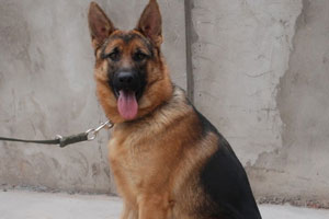 王丽和马犬的不解之缘