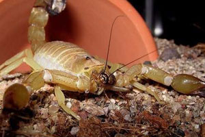 高招养出巨毒蝎