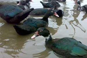 火鸭火了 农家女的创业路