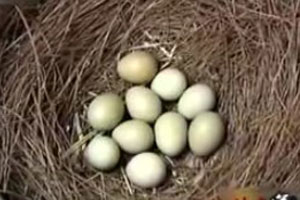 10个山鸡蛋孵出几千万