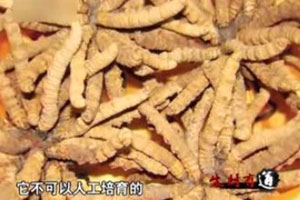 罐头瓶里的软黄金