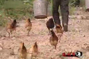 880元一只会飞的富硒鸡