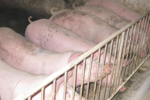 一个房产商的养猪经