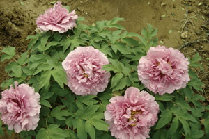 不寻常的牡丹财富路