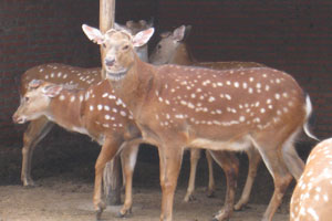 与鹿沉浮的痴情人