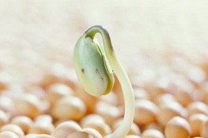 安全食品的选购与食用怎样选购和食用豆制品