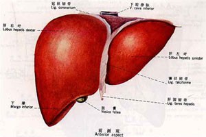 肝不好有信号（中）