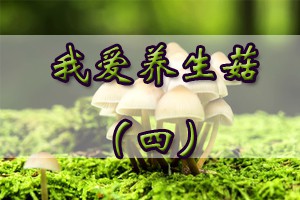 我爱养生菇（四）
