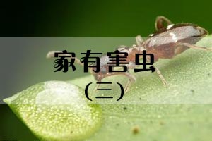 家有害虫（三）