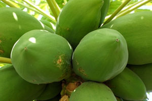 六嫂做事有点猛