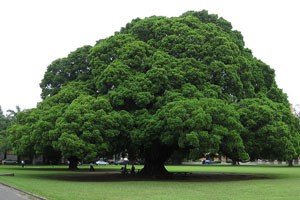 受折磨的木头 贵比黄金