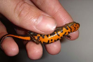 村民眼中的败家子盯上赚钱的买卖