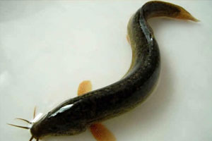 看准商机养泥鳅