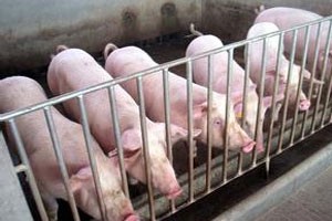 父亲为我扛米 我为全家养猪