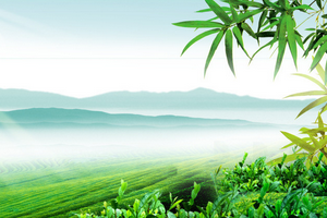 竹与中国文化（上）