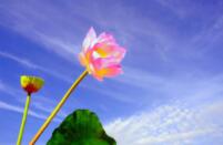 维也纳分离派（二）