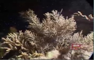 神奇美济礁（下）