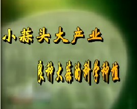 小蒜头大产业--良种大蒜的科学种植