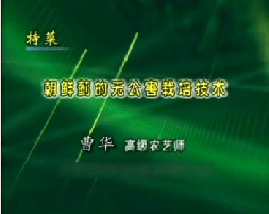 特菜--朝鲜蓟的无公害栽培技术