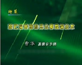 特菜--耐贮运番茄的无公害栽培技术