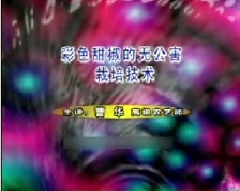 特菜无公害栽培技术--彩色甜椒的无公害栽培技术