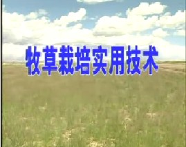 牧草栽培实用技术