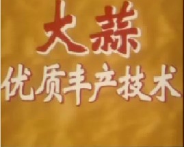 大蒜优质丰产技术