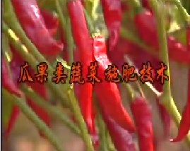 瓜果类蔬菜施肥技术