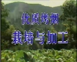 优质烤烟栽培与加工