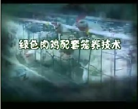 科学养鸡--绿色肉鸡配套笼养技术