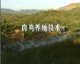 科学养鸡--肉鸡养殖技术