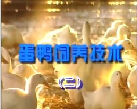 蛋鸭饲养技术（二）