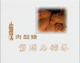 瘦肉型猪的繁殖与饲养