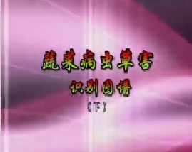 蔬菜病、虫、草害识别图谱（下）