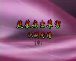 蔬菜病、虫、草害识别图谱（中）