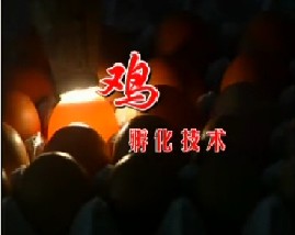 鸡孵化技术 夏季维持蛋鸡稳产高产技术