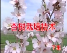 杏树栽培技术（下）