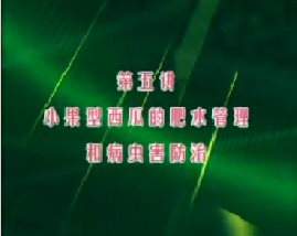 小果型西瓜栽培技术（五）